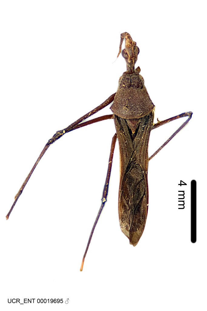 Zelus auralanus