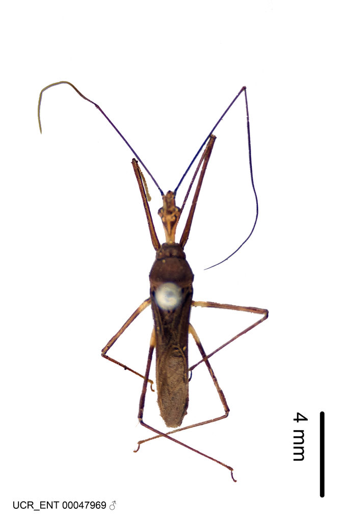 Zelus kartabensis