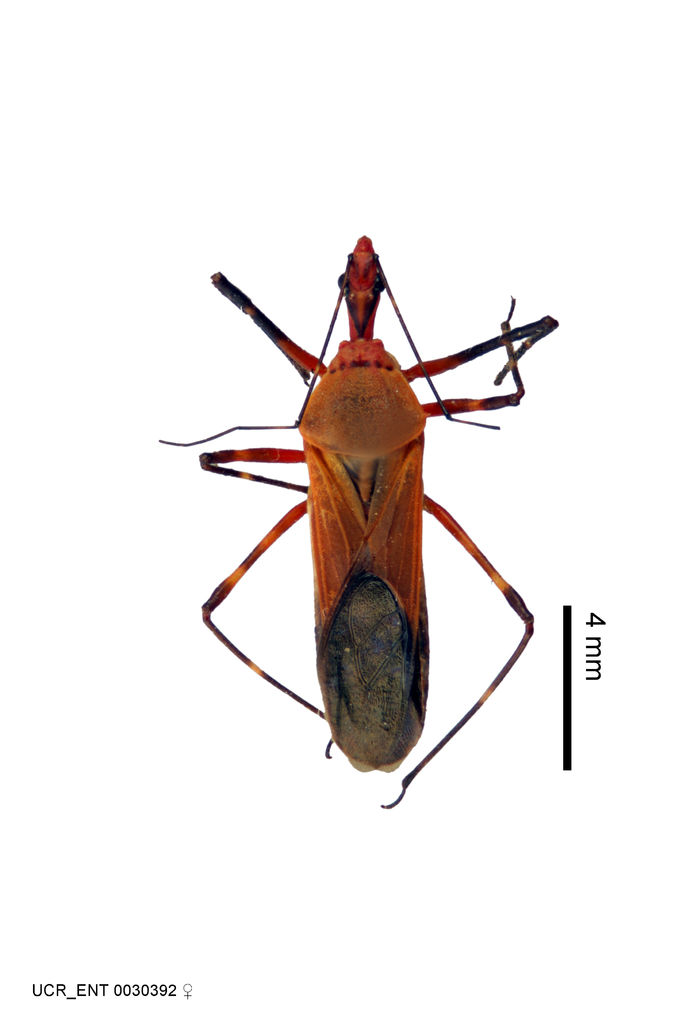 Zelus laticornis