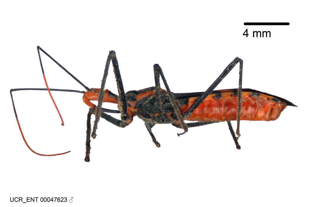 Zelus leucogrammus