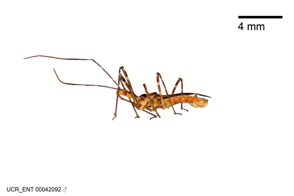 Zelus mattogrossensis