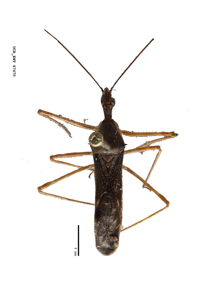 Zelus pedestris