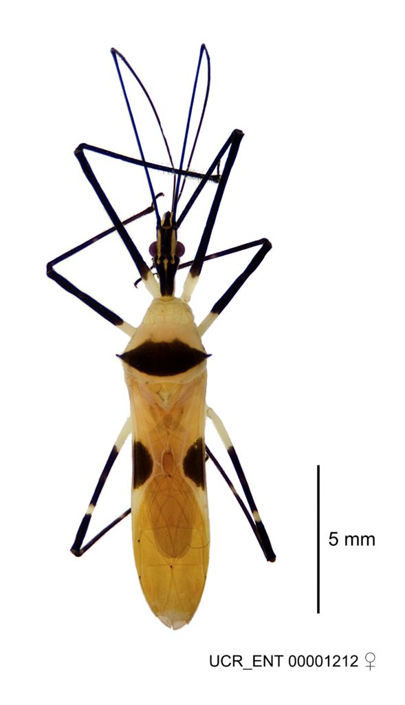 Zelus plagiatus