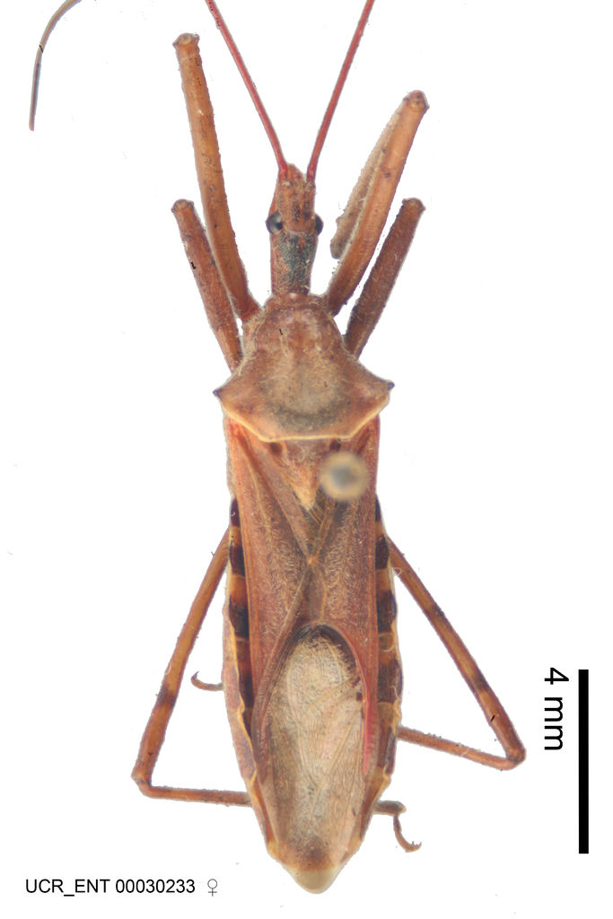 Zelus sulcicollis
