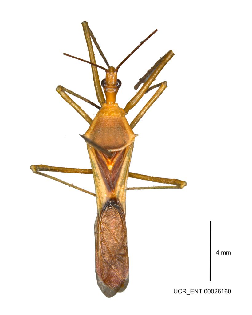 Zelus umbraculoides