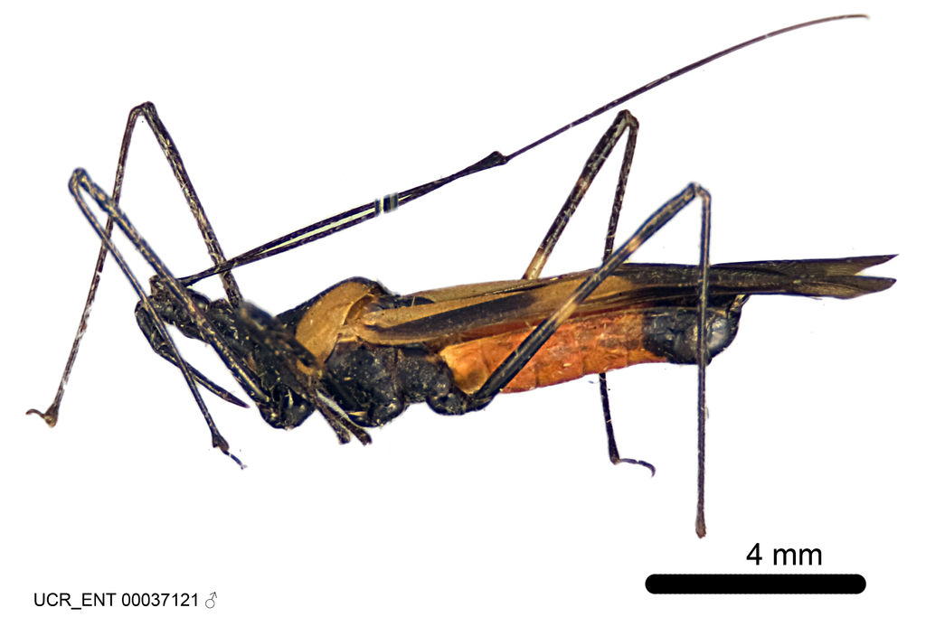 Zelus vagans