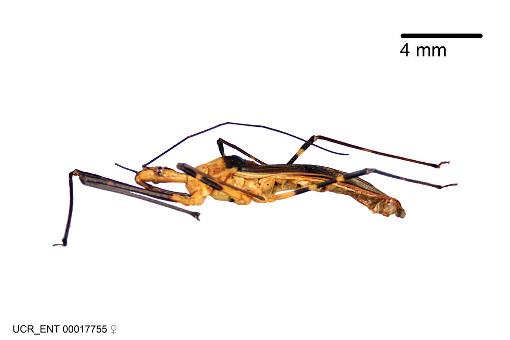 Zelus versicolor