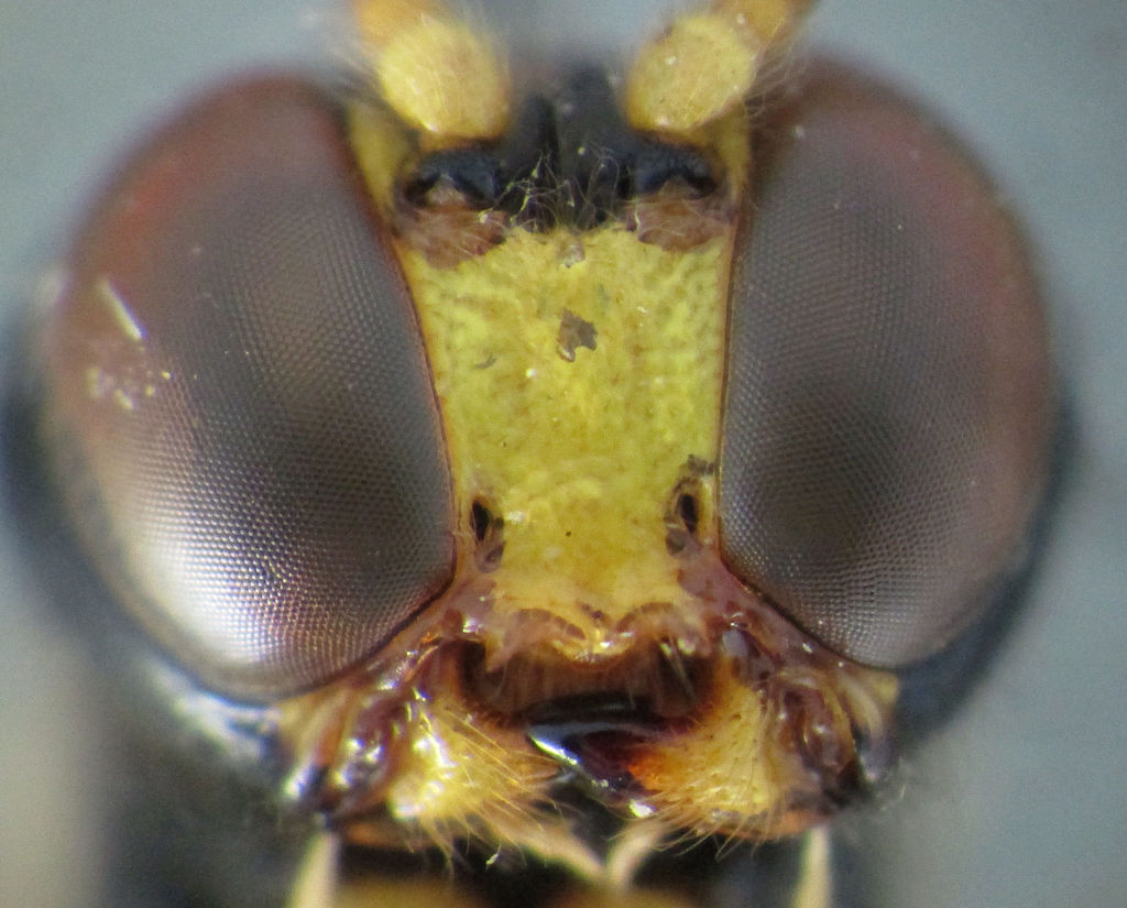 Heteropelma amictum