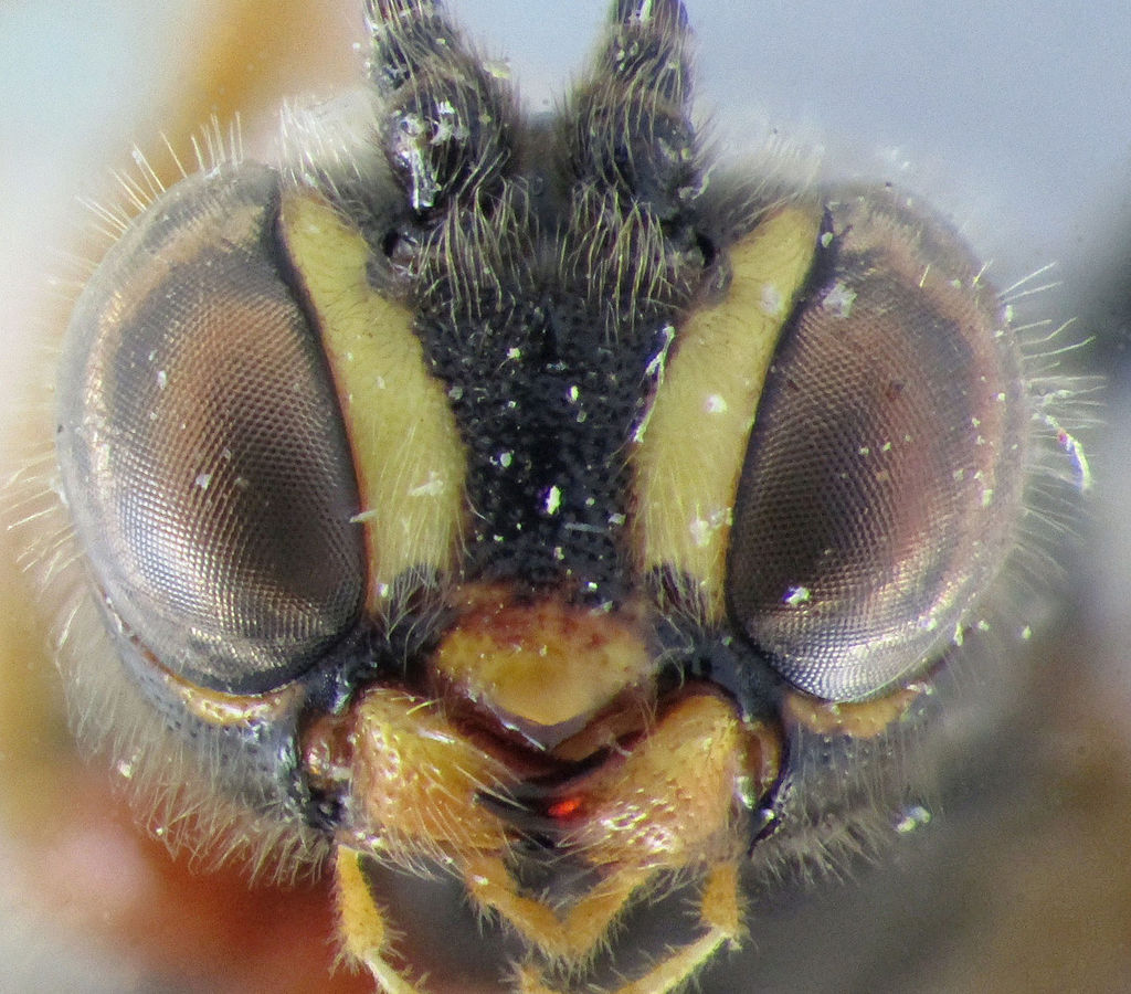 Trichomma fulvidens