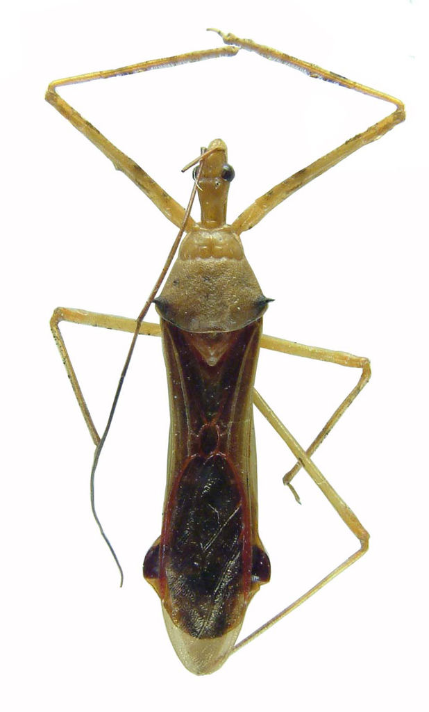 Zelus couturieri