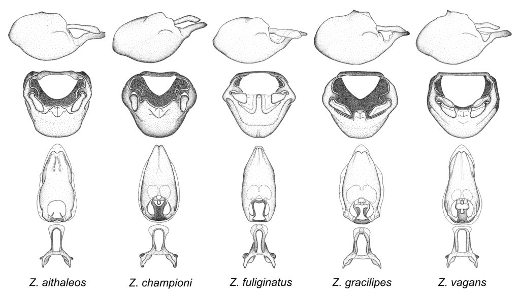 Zelus gracilipes