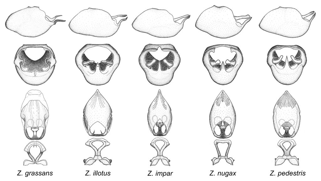 Zelus illotus