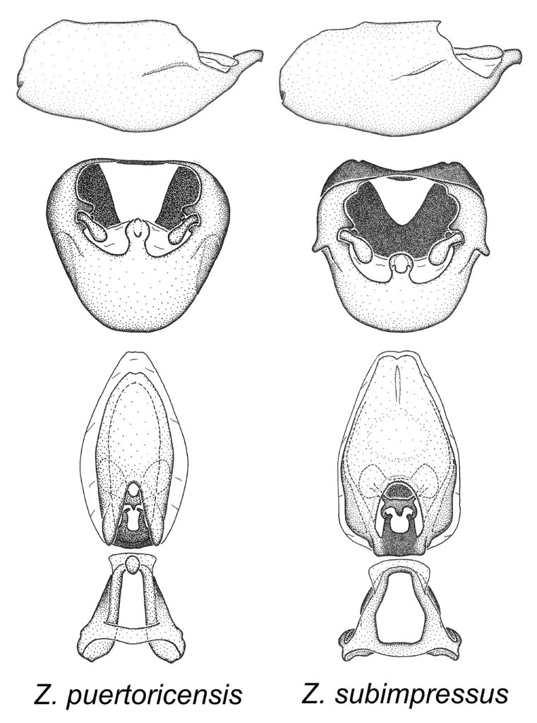 Zelus puertoricensis