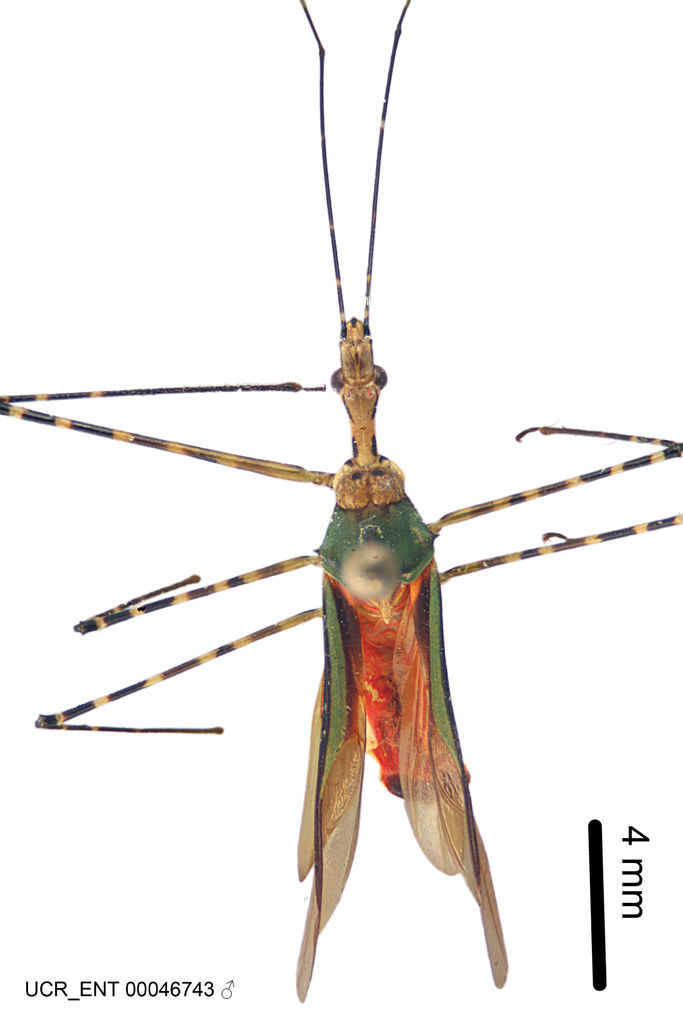 Zelus annulosus