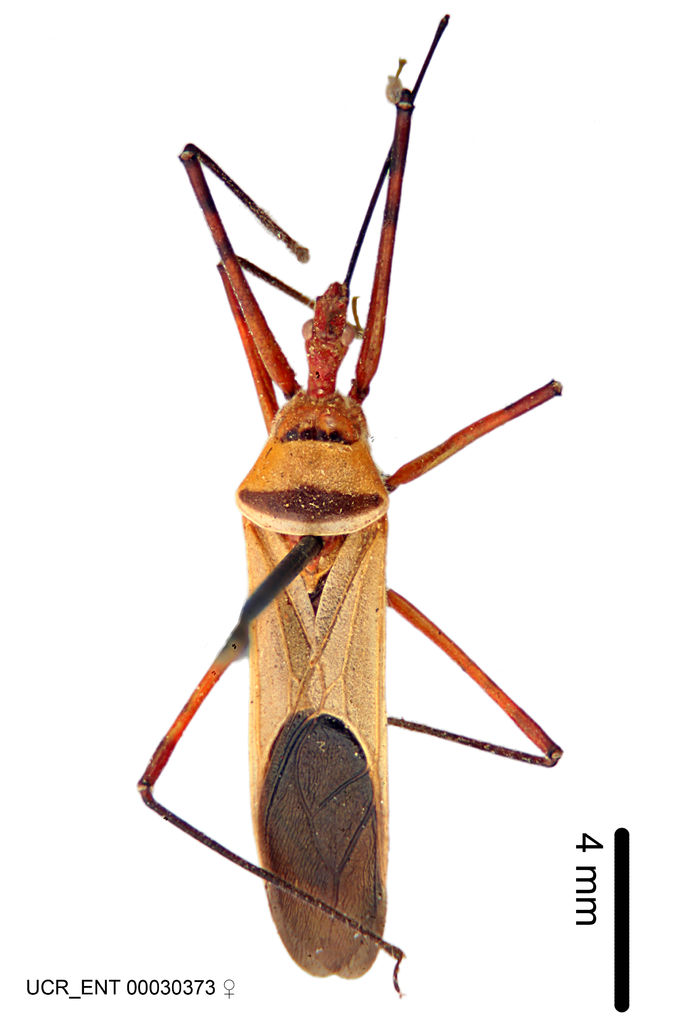 Zelus grassans