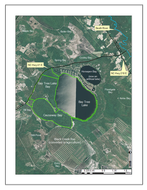 Guide to the littoral zone vascular flora of Carolina bay lakes (U.S.A.)