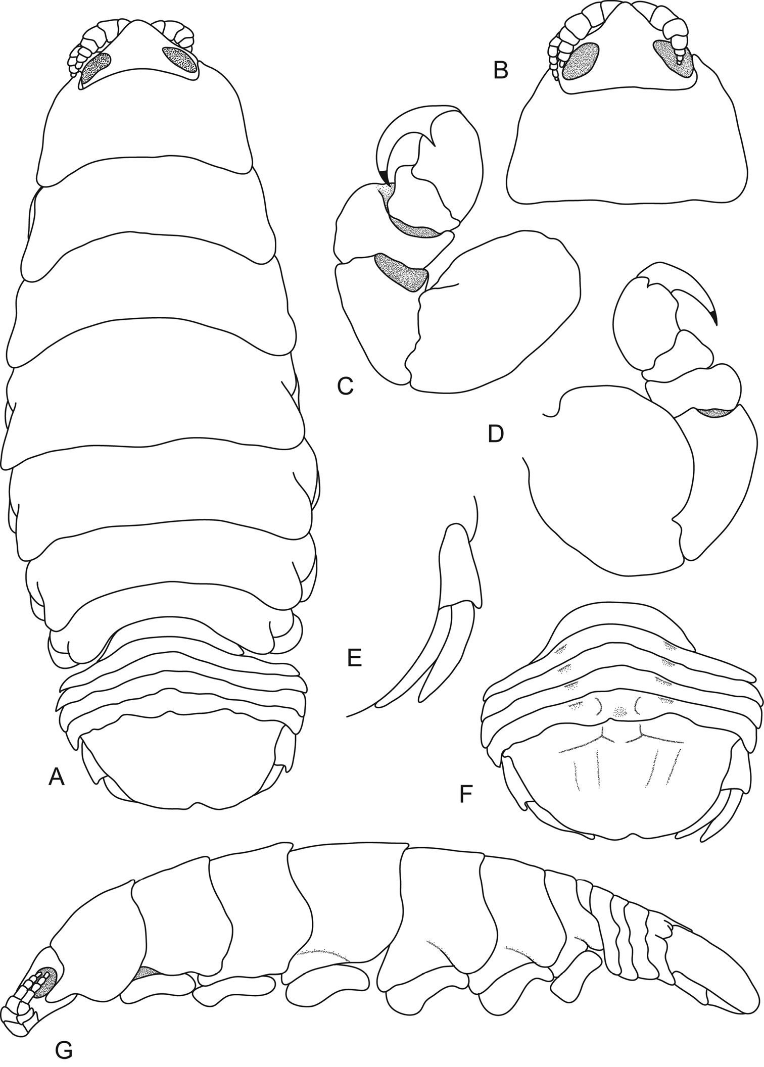 Redescription of poorly known species of Ceratothoa Dana, 1852 (Crustacea,  Isopoda, Cymothoidae), based on original type material