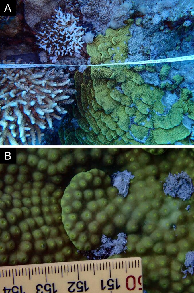 Cup coral