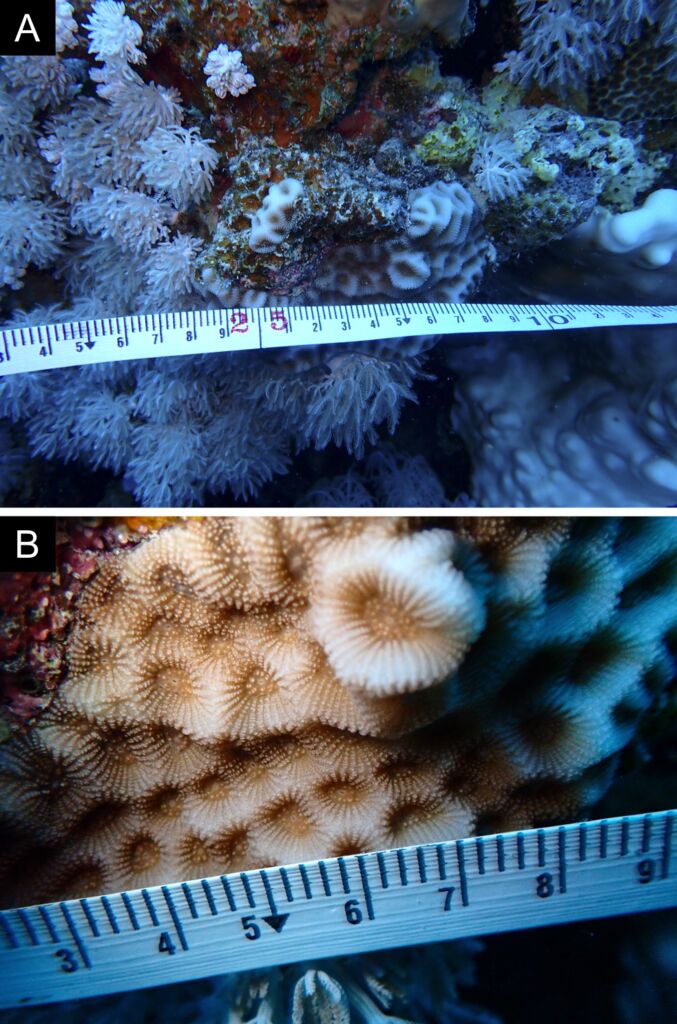larger star coral
