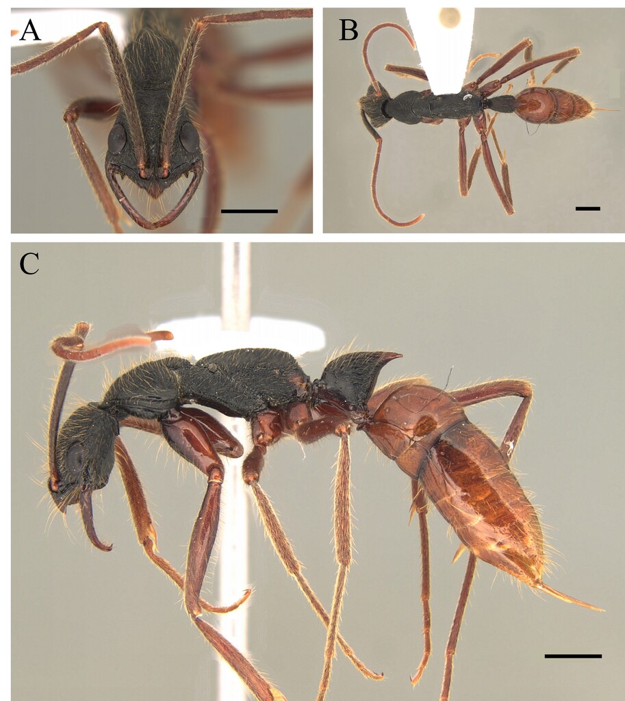 Leptogenys unistimulosa