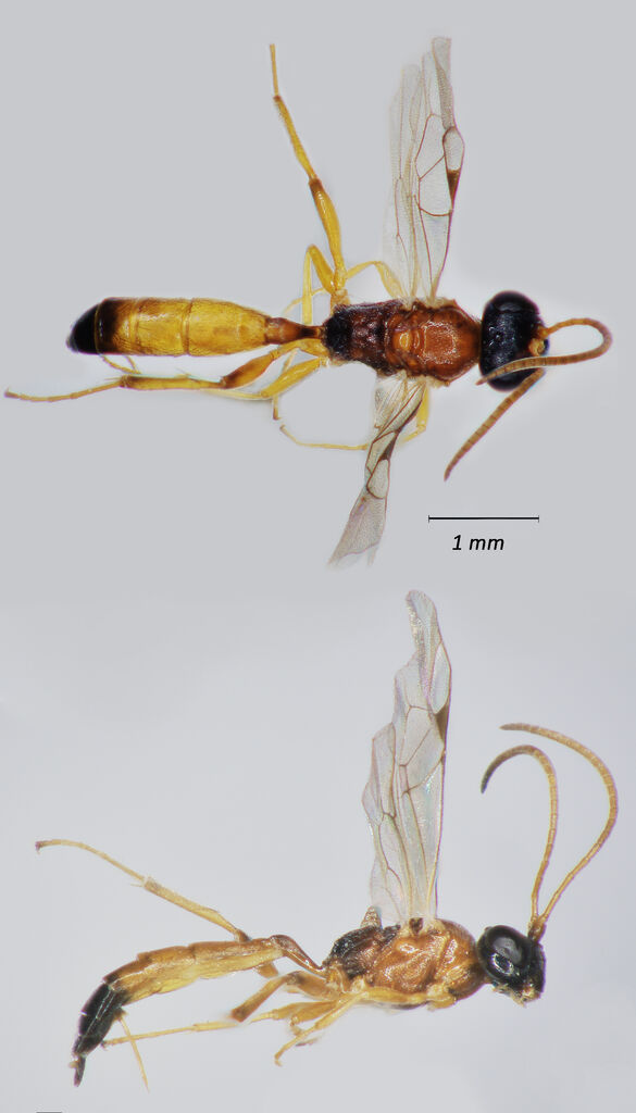 Diamondback Moth Pupal Parasite