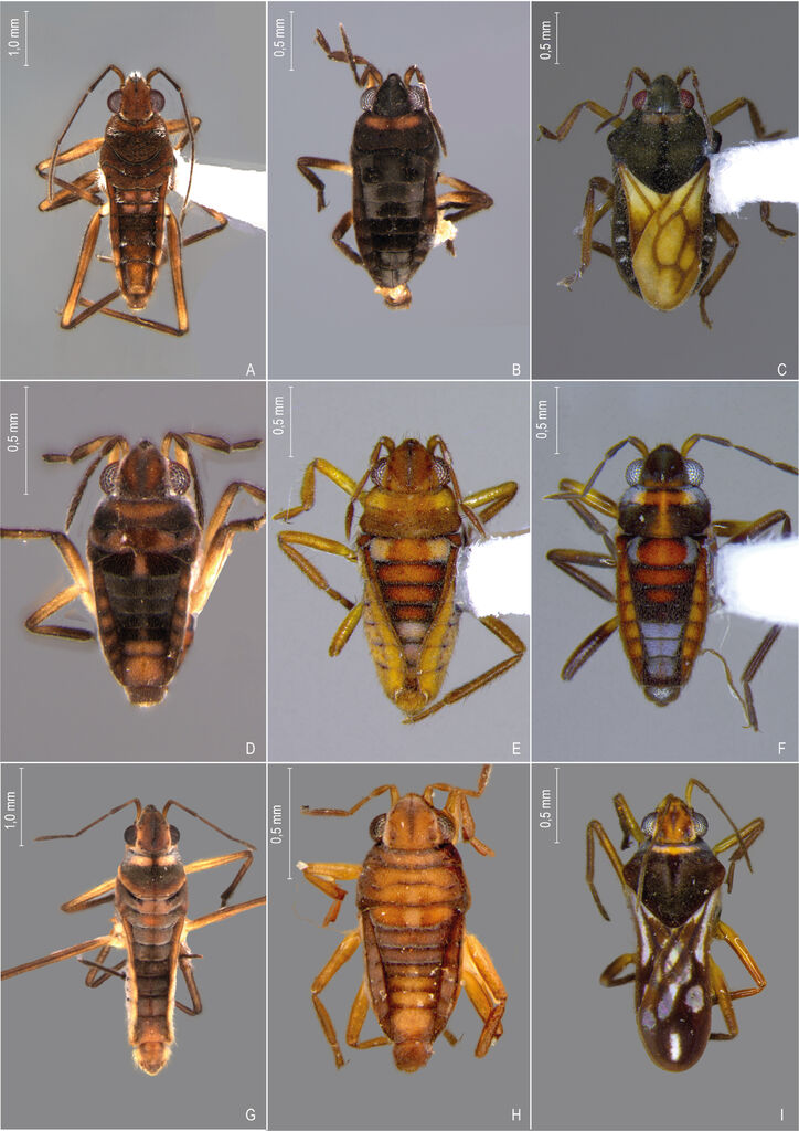 Microvelia hinei