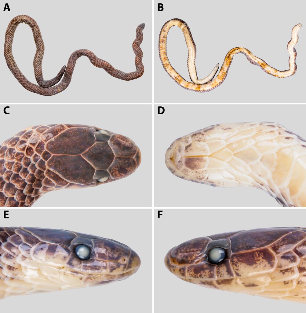 Anderson's Reed Snake