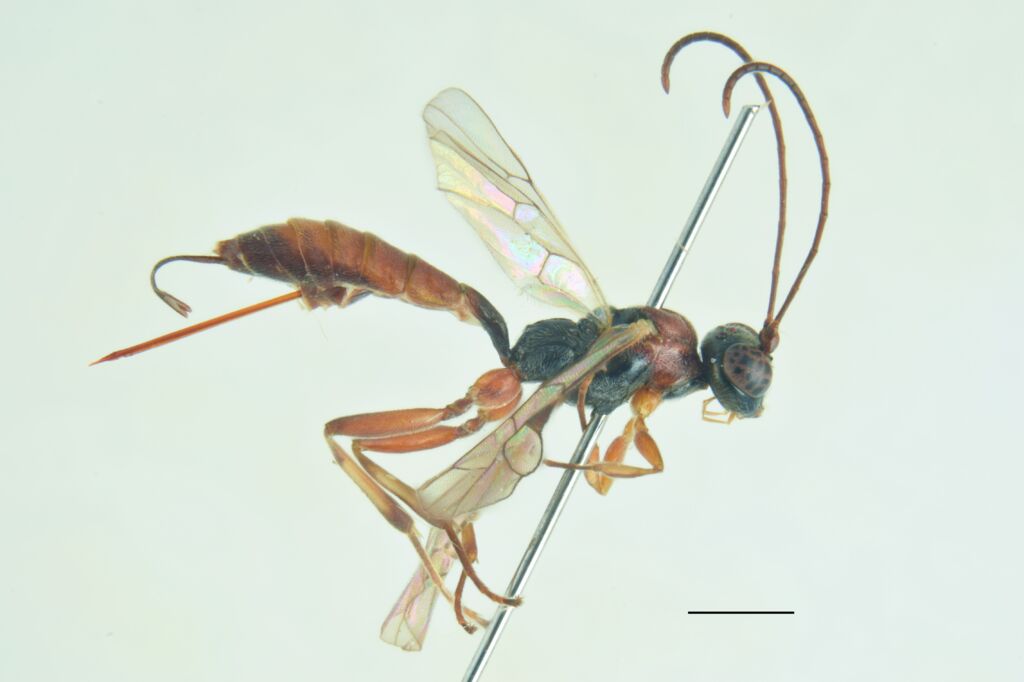 Platyrhabdus inflatus