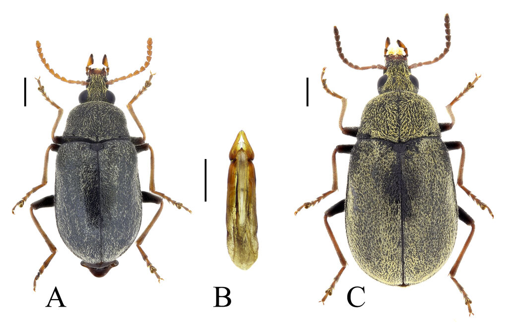 Mycterus tibialis