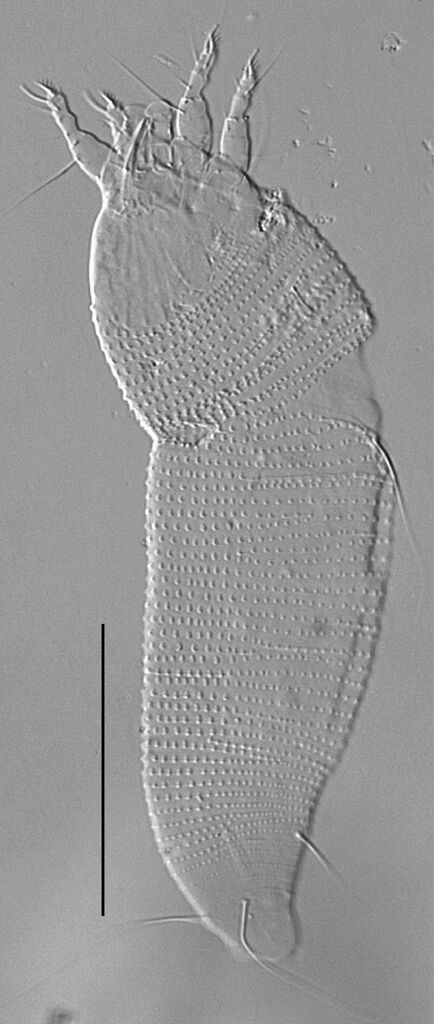 Cecidophyopsis vermiformis