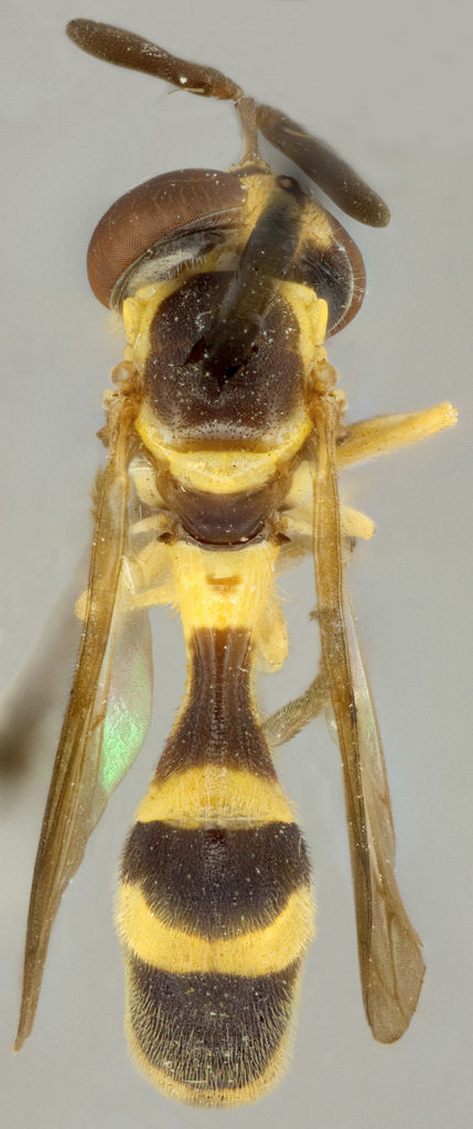 Fattig's Ant Fly