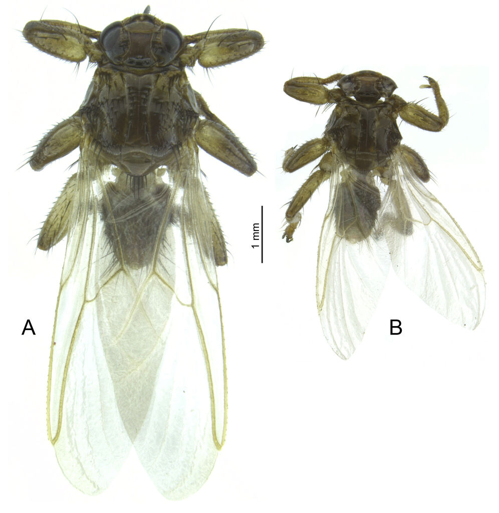 Lipoptena fortisetosa