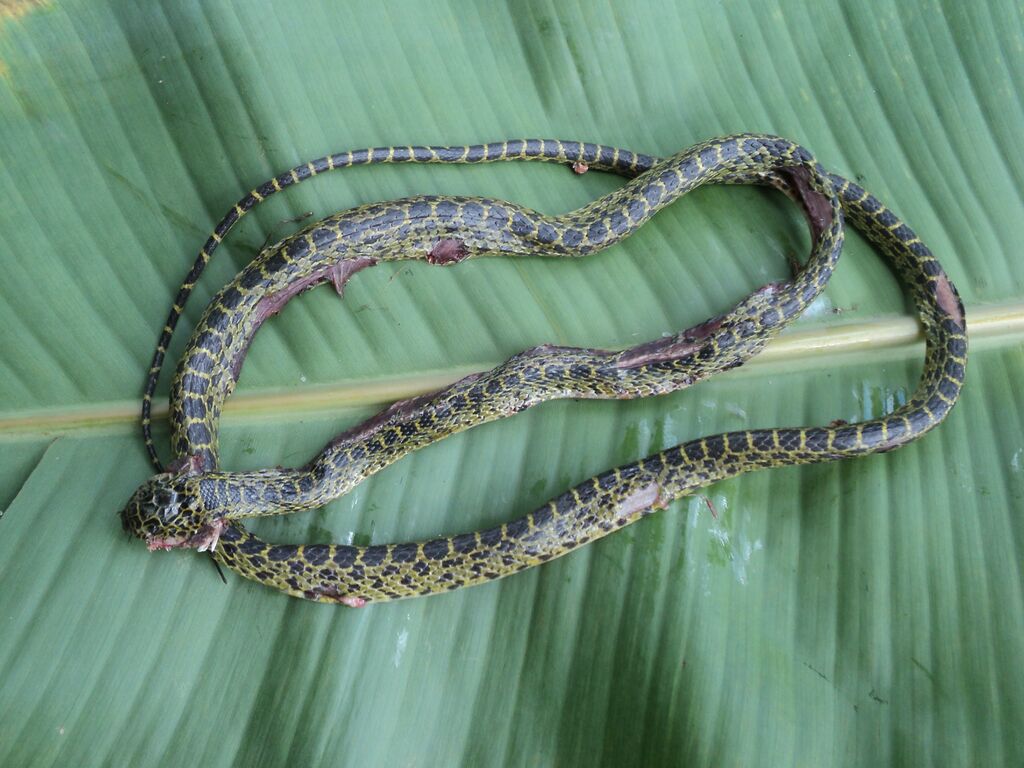 Vietnamese Large-toothed Snake