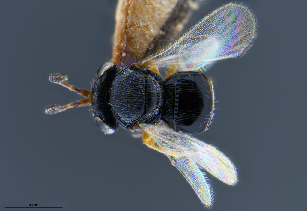 Trissolcus elasmuchae