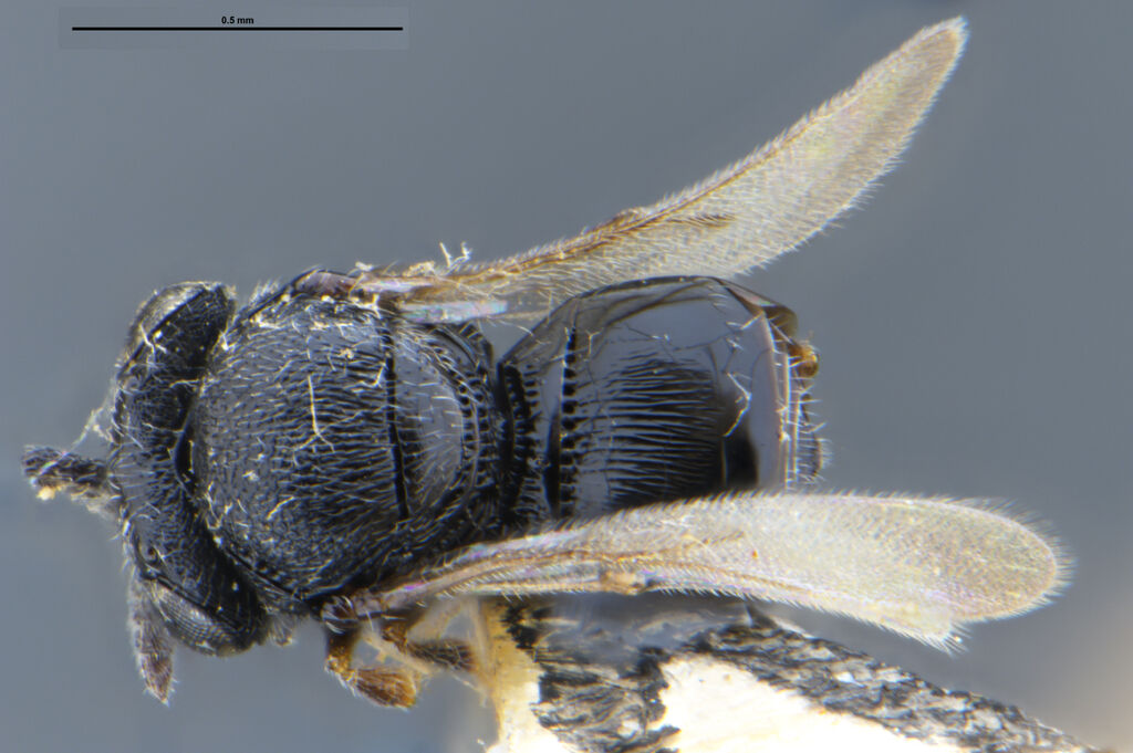 Trissolcus semistriatus