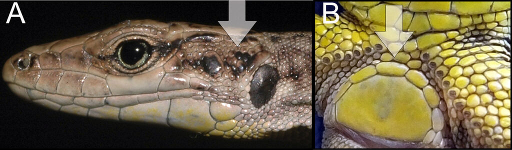 Rostombekow's Lizard