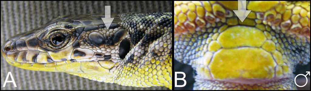 River Kura Lizard