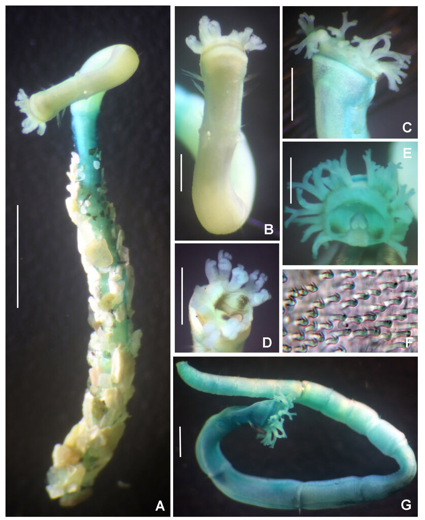 Owenia collaris