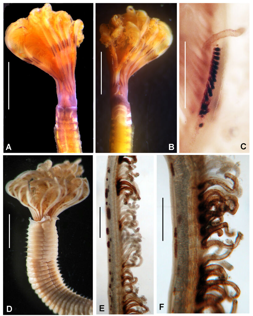 Parasabella pallida