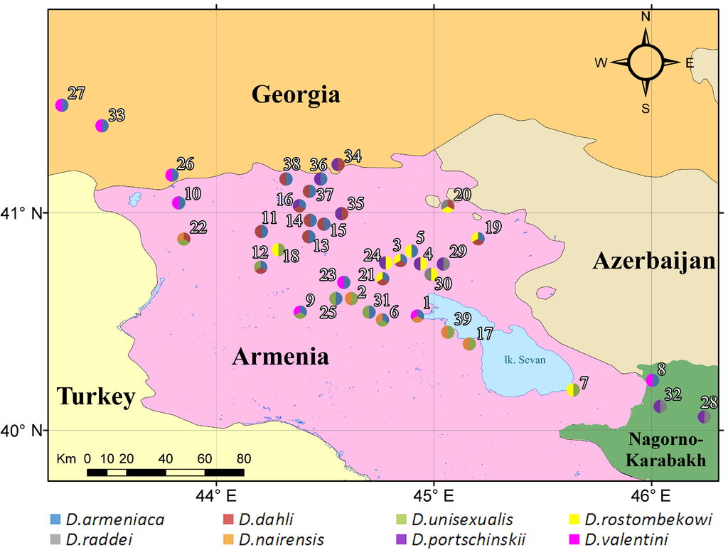Armenian Lizard