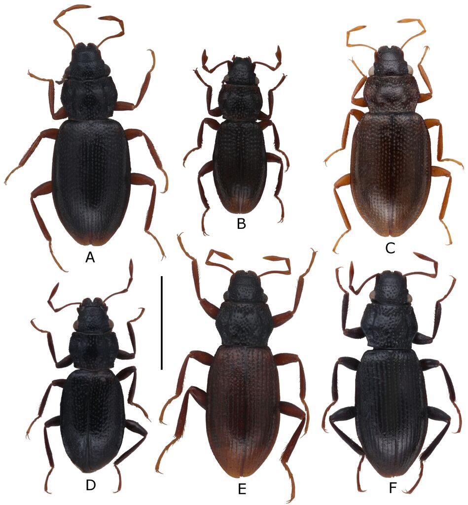 Hydraena minutissima