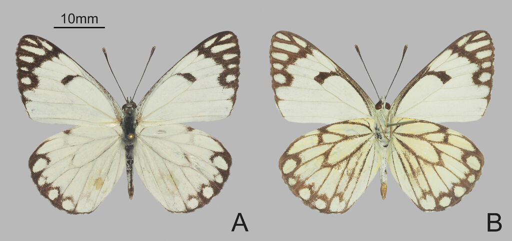 Pioneer White