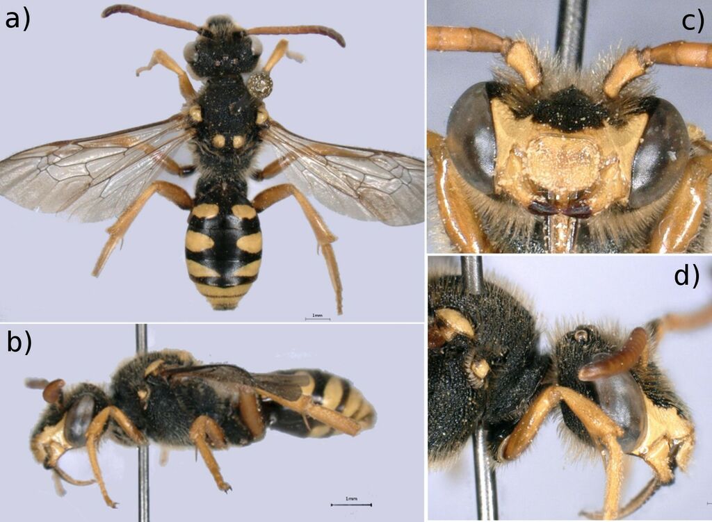 Six-banded Nomad Bee