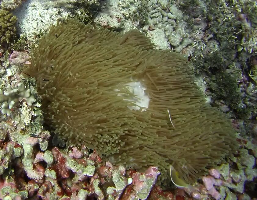 Heteractis magnifica