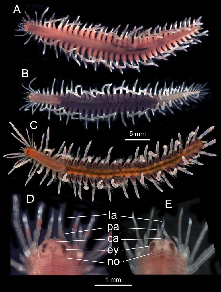 Amphiduros fuscescens