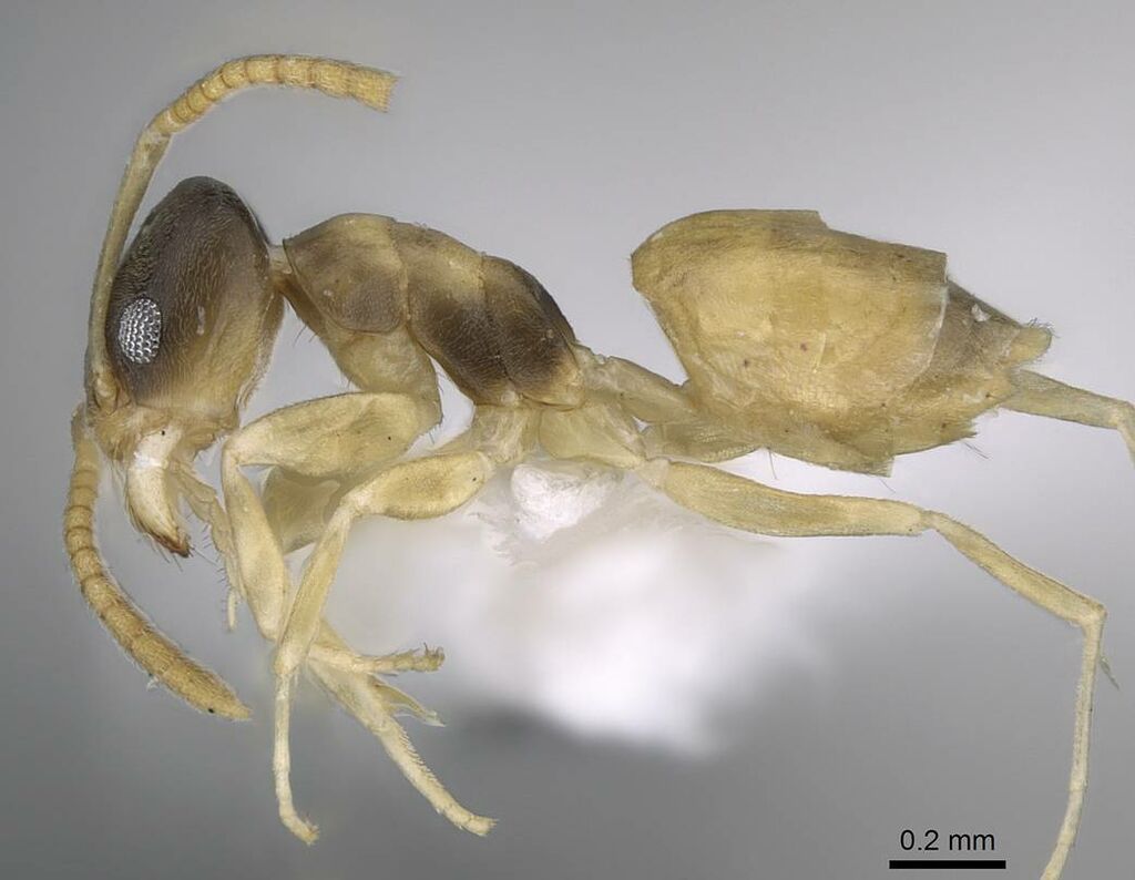 Ghost Ant