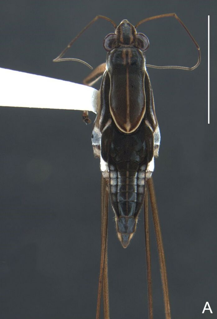 Tachygerris adamsoni