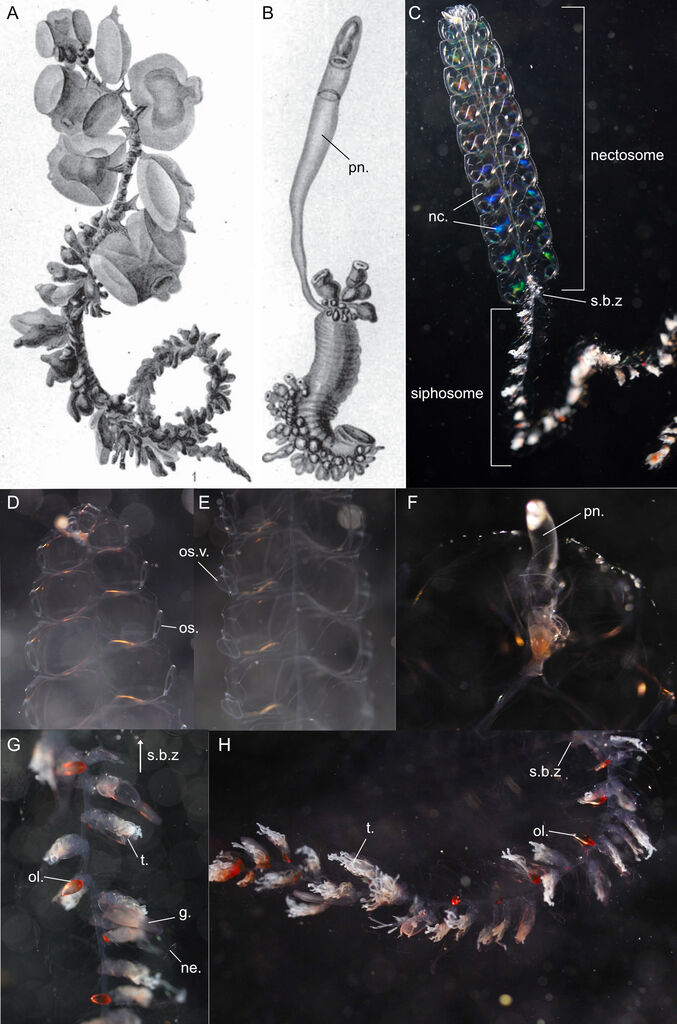 Pyrostephos vanhoeffeni