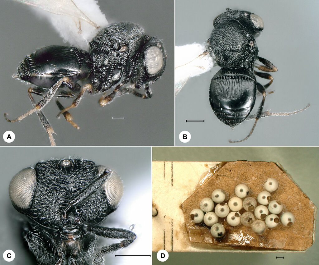 Trissolcus belenus