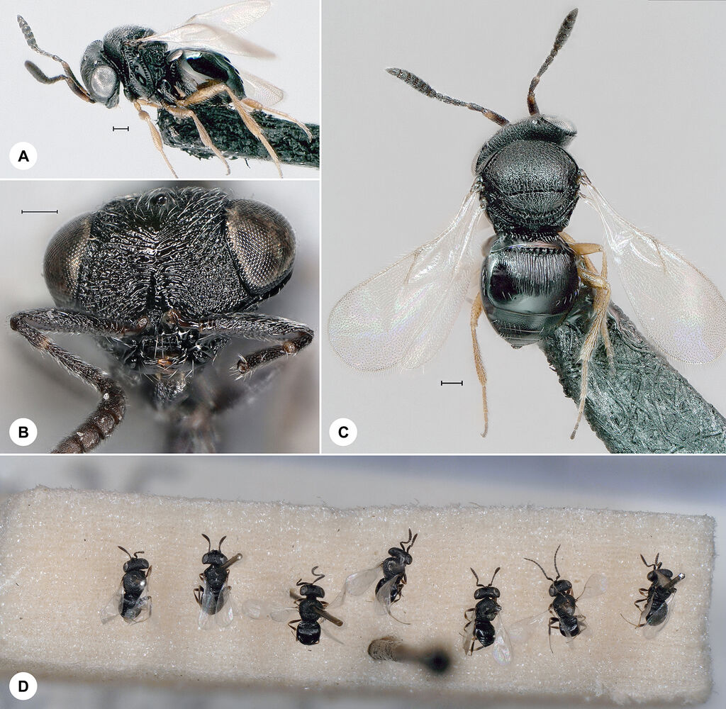 Trissolcus colemani